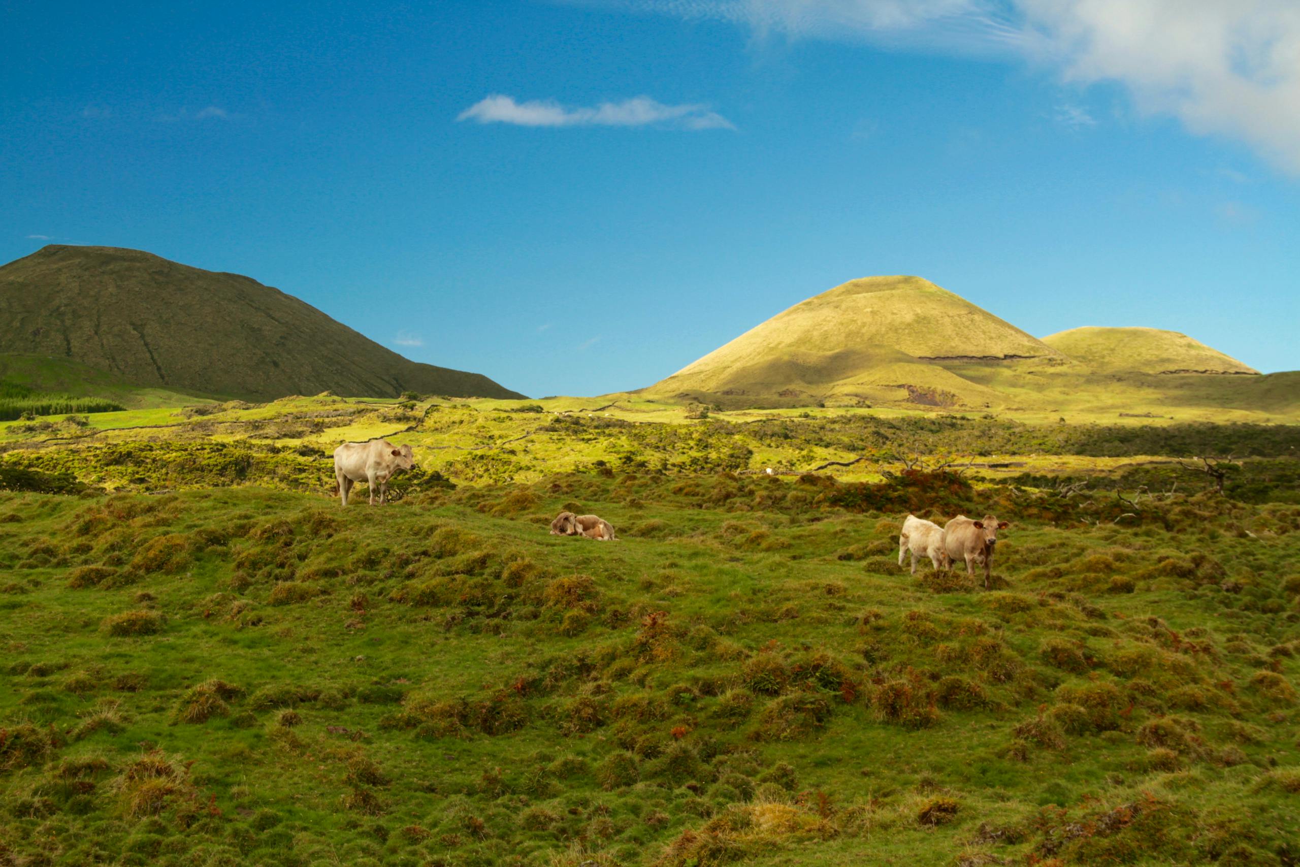 Cows grazing peacefully on lush green hills in the Azores landscape.